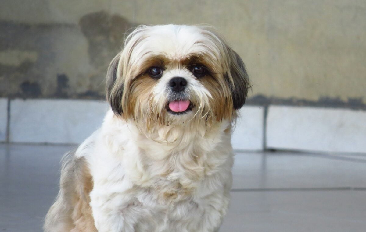 A white and brown Shih Tzu sitting with its tongue out.