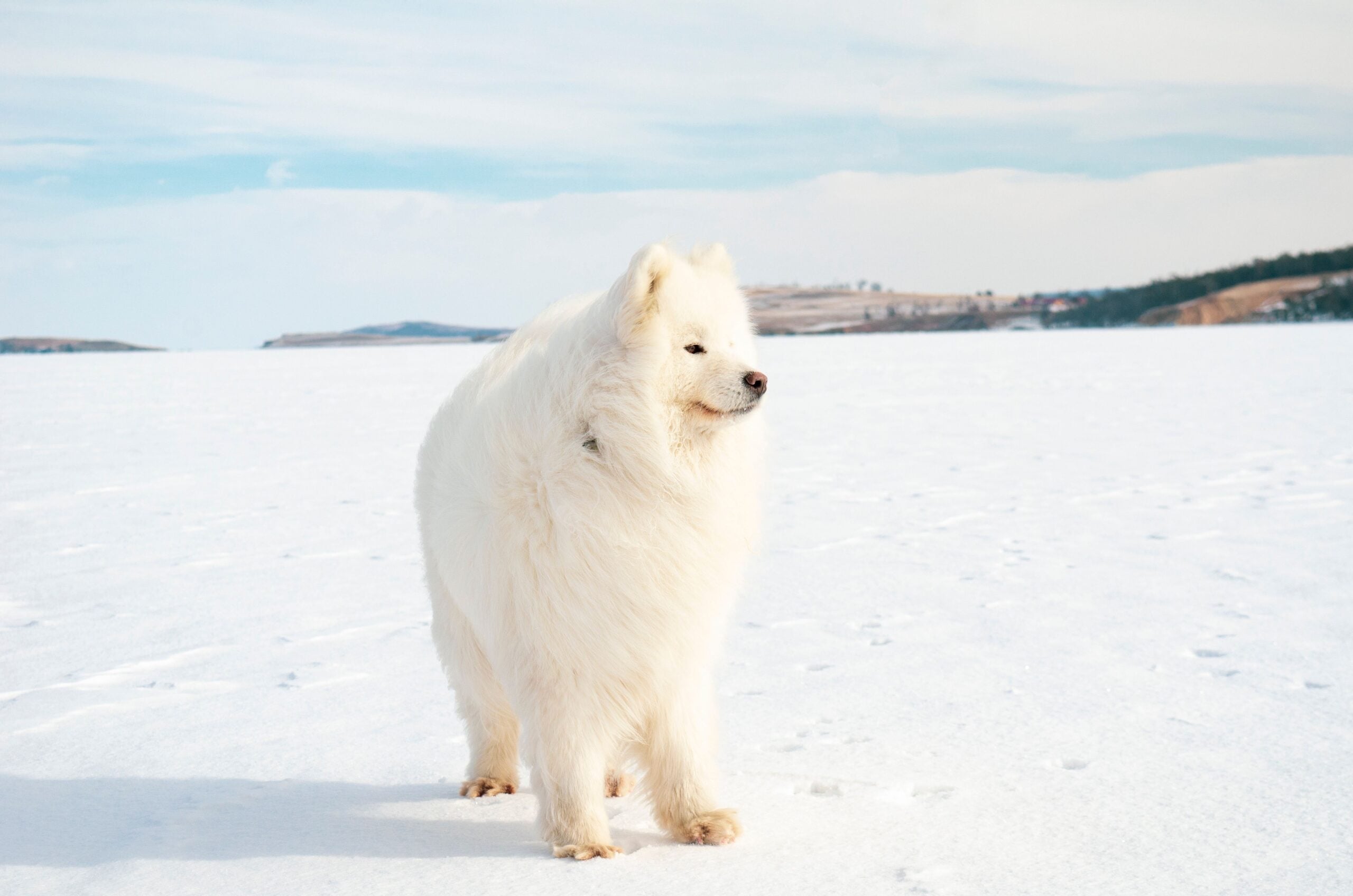 White Samoyed dog on snow covered ground.