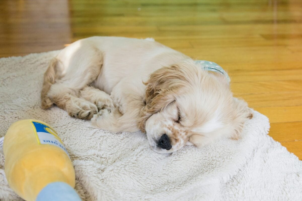 Puppy asleep by toy on blanket.
