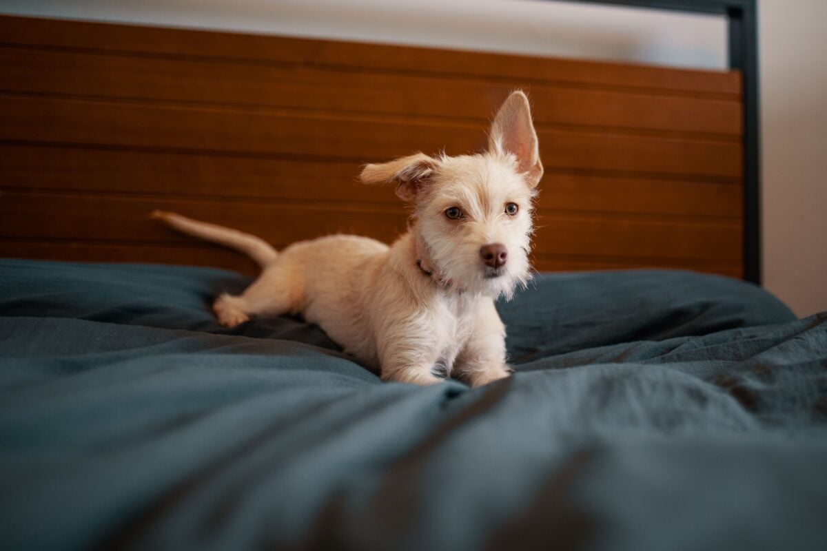 White puppy lying on grey blanket on bed.