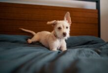White puppy lying on grey blanket on bed.