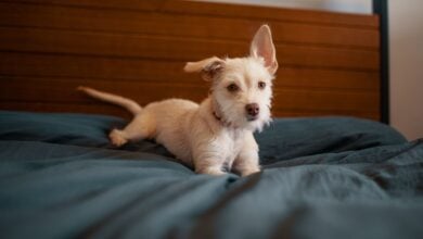 White puppy lying on grey blanket on bed.