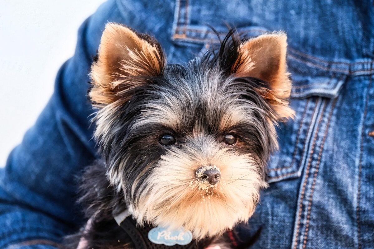 yorkshire terrier, animal, yorkie, dog, domestic animal, terrier, puppy, pet, canine
