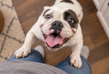 Joyful French Bulldog Jumping Up