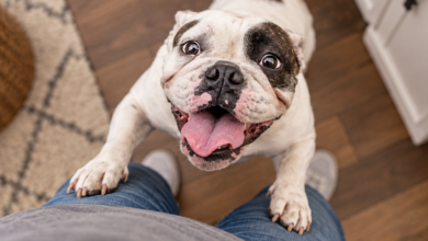 Joyful French Bulldog Jumping Up
