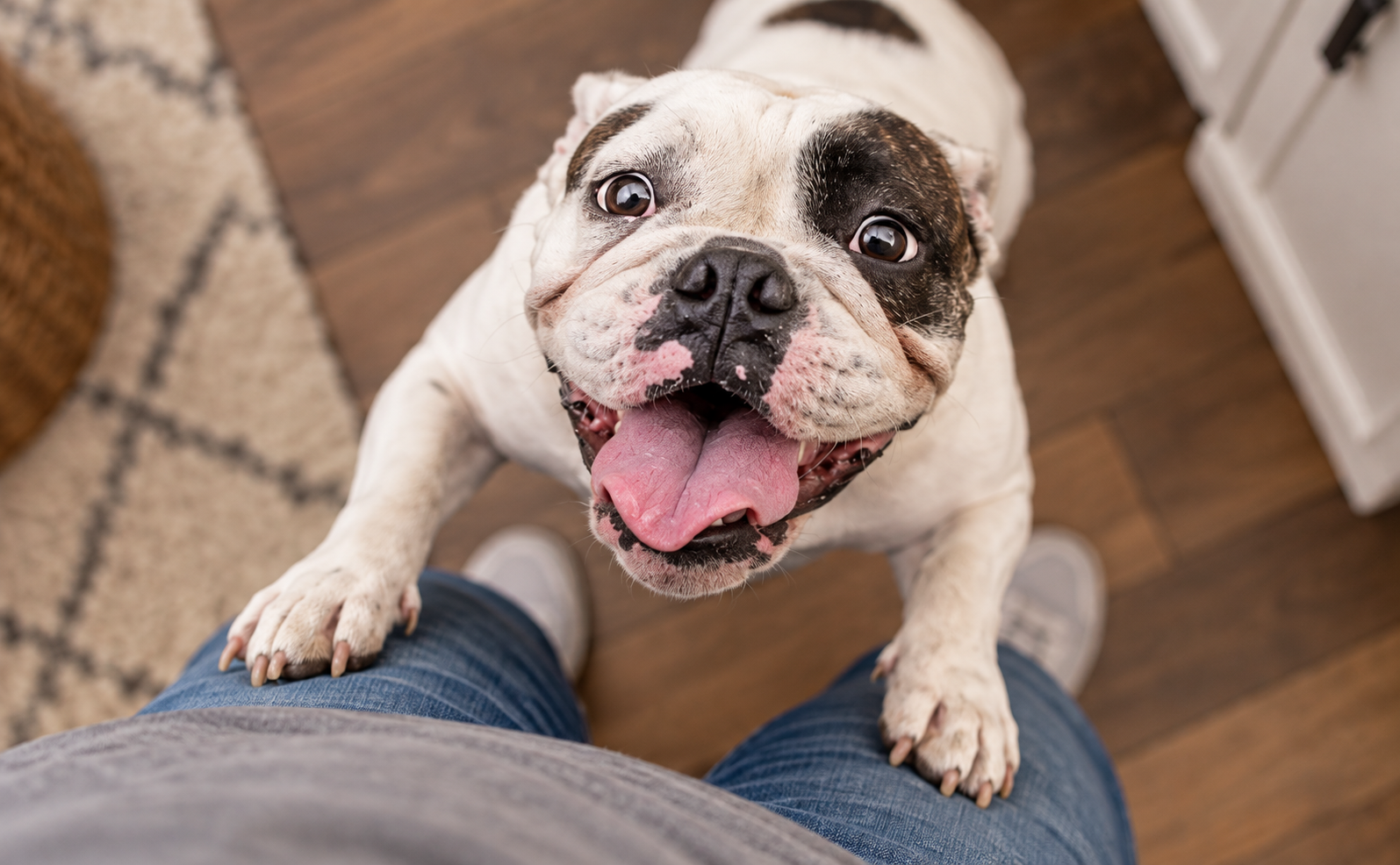 Joyful French Bulldog Jumping Up