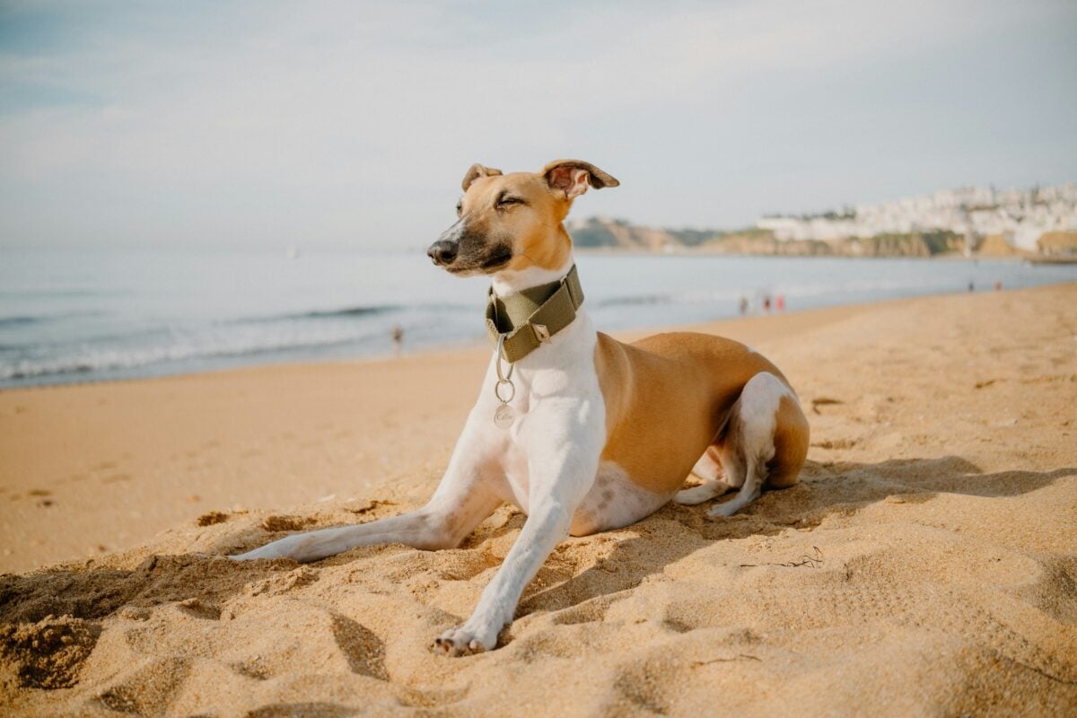 Whippet dog relaxing on sandy beach.