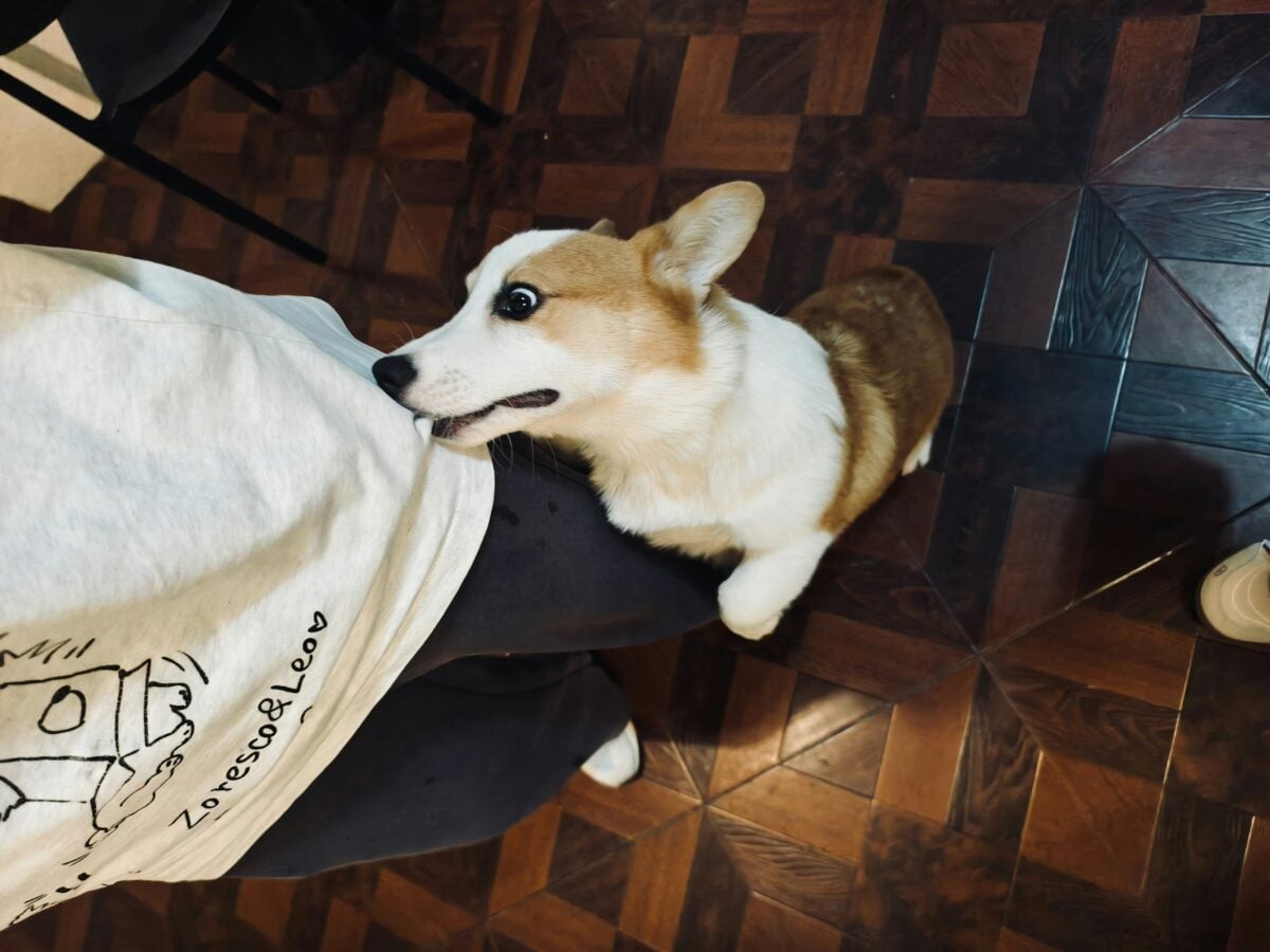 corgi dog leaning on owner