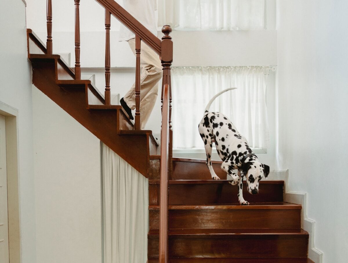 A dog and a person going down the stairs
