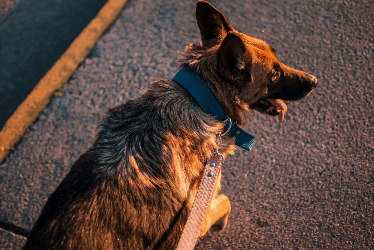 A German Shepherd on leash sitting on a street.