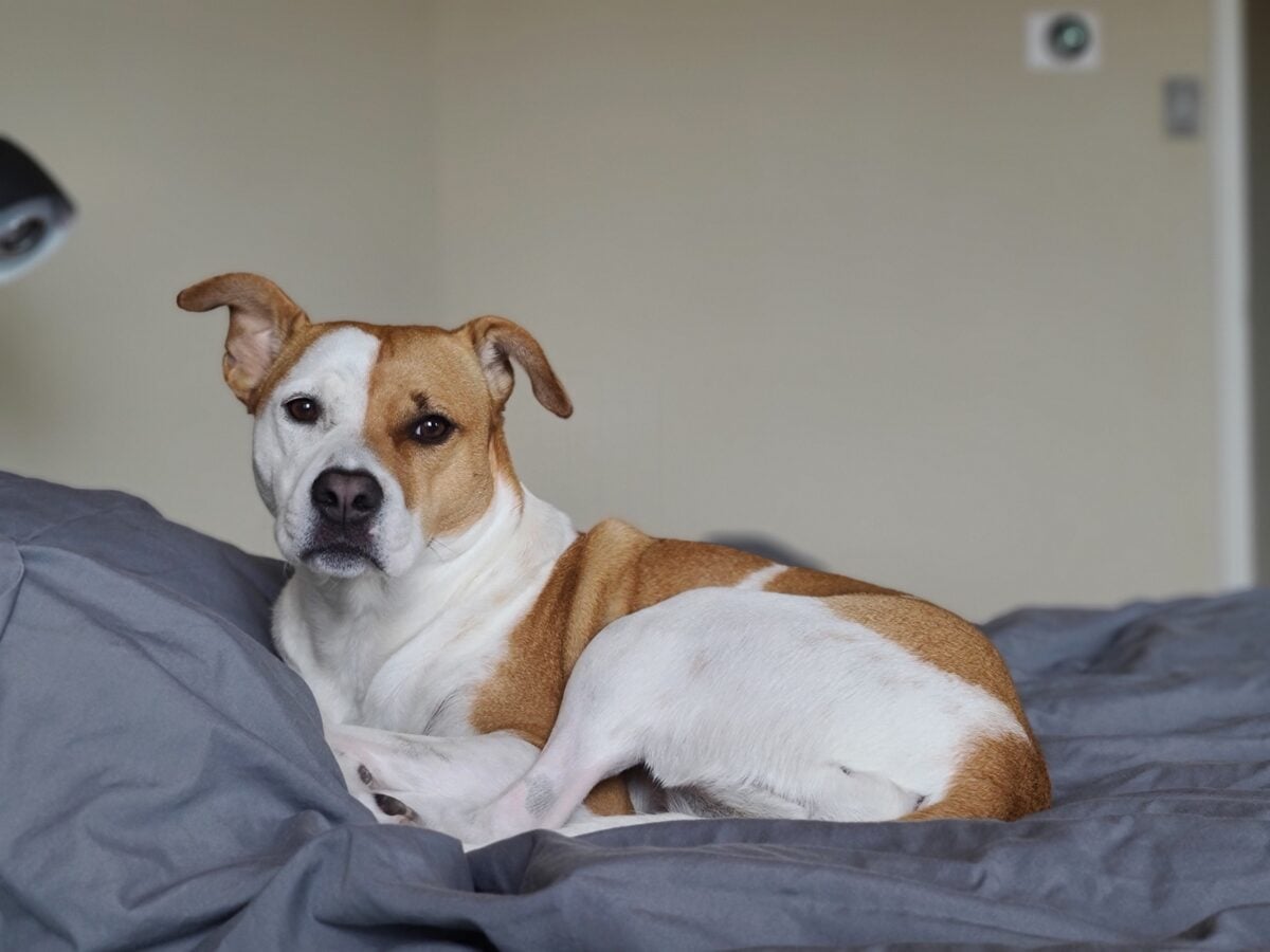 French bull jack mix, similar looking dog 