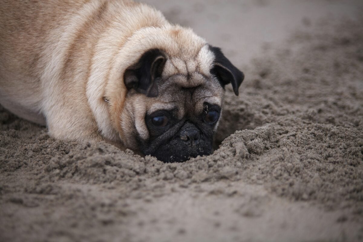 Pug dog digging hole in sand