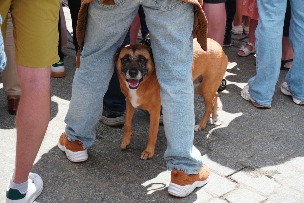 Dog hiding between owner's legs.