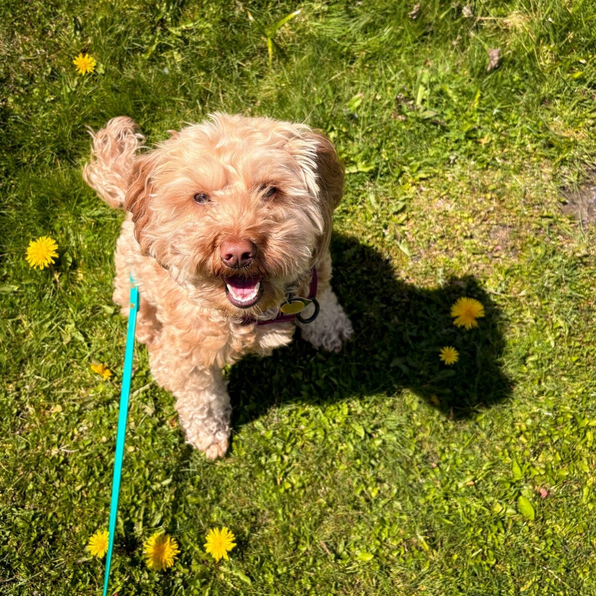 labradoodle like dog training outside