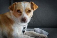 A Jack Russell Chihuahua cross with tan and white fur.