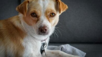 A Jack Russell Chihuahua cross with tan and white fur.