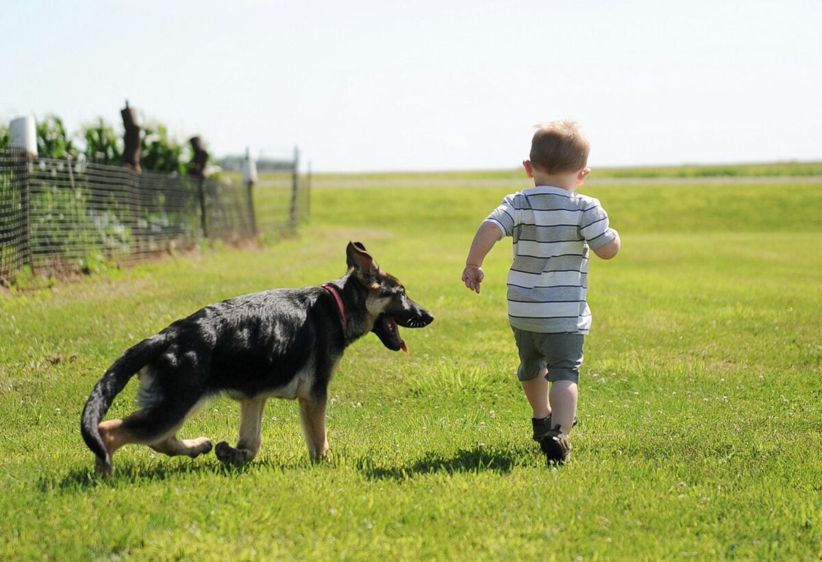 Large dog next to a little boy in the grass.