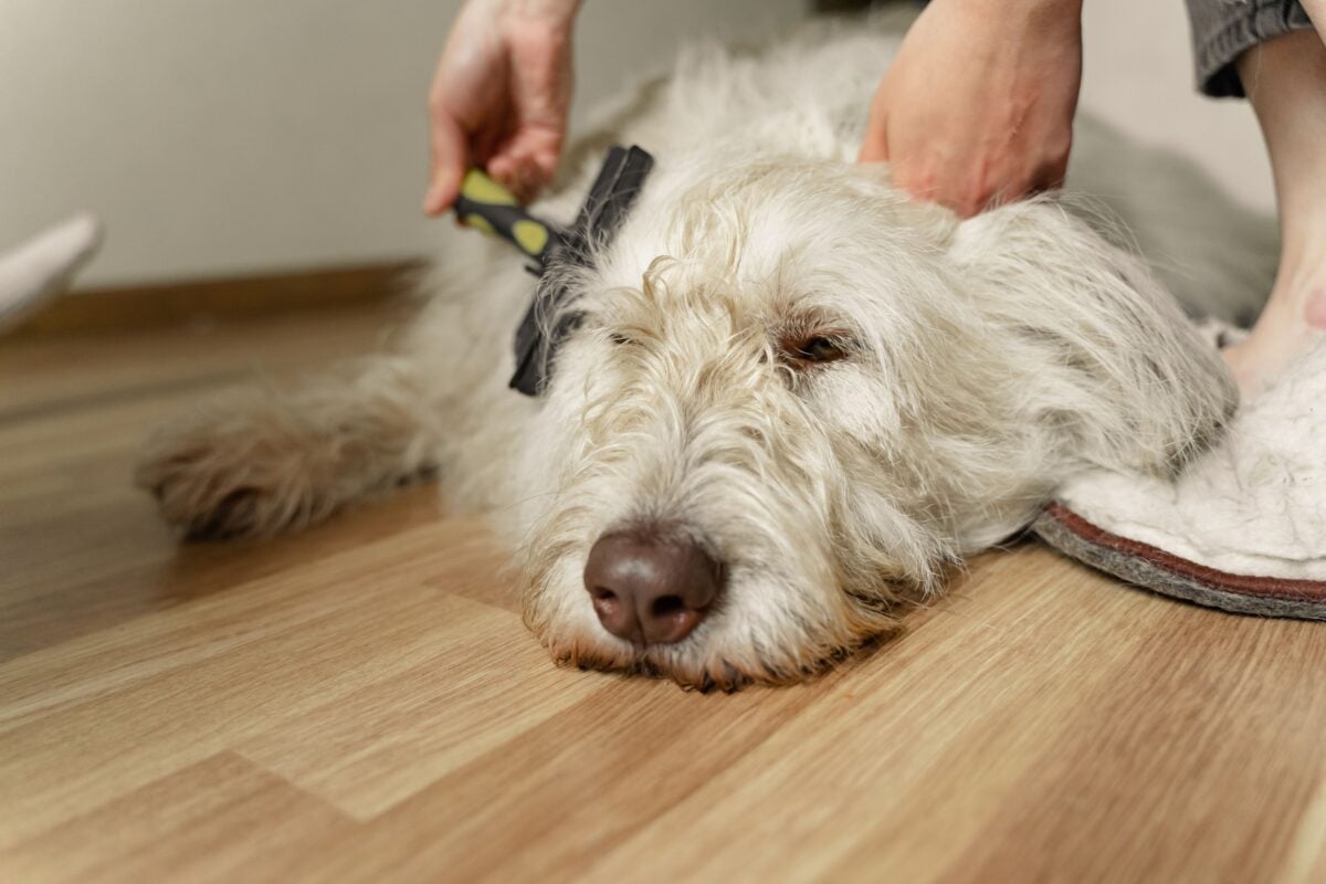 A person brushing a dog