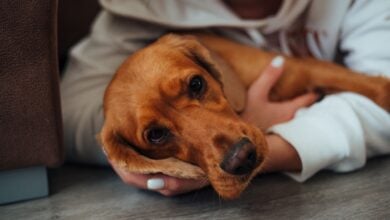 A pet dog getting embraced by its owner