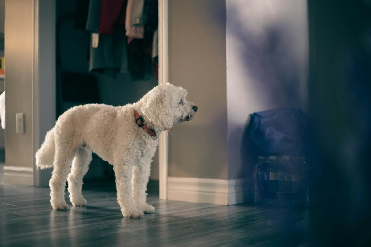 White dog standing on hardwood floor looking into another room.