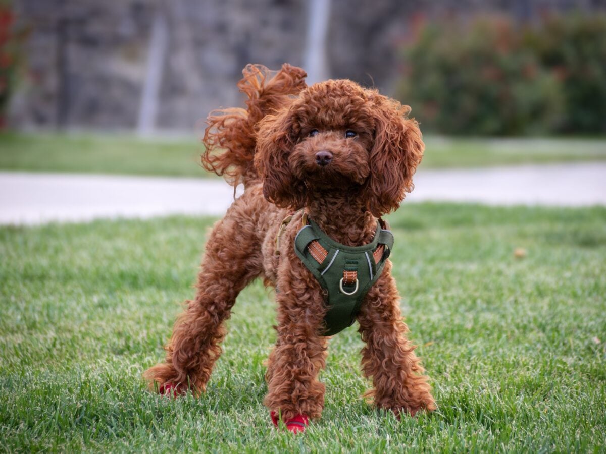 Adorable Toy Poodle standing on grass outdoors.