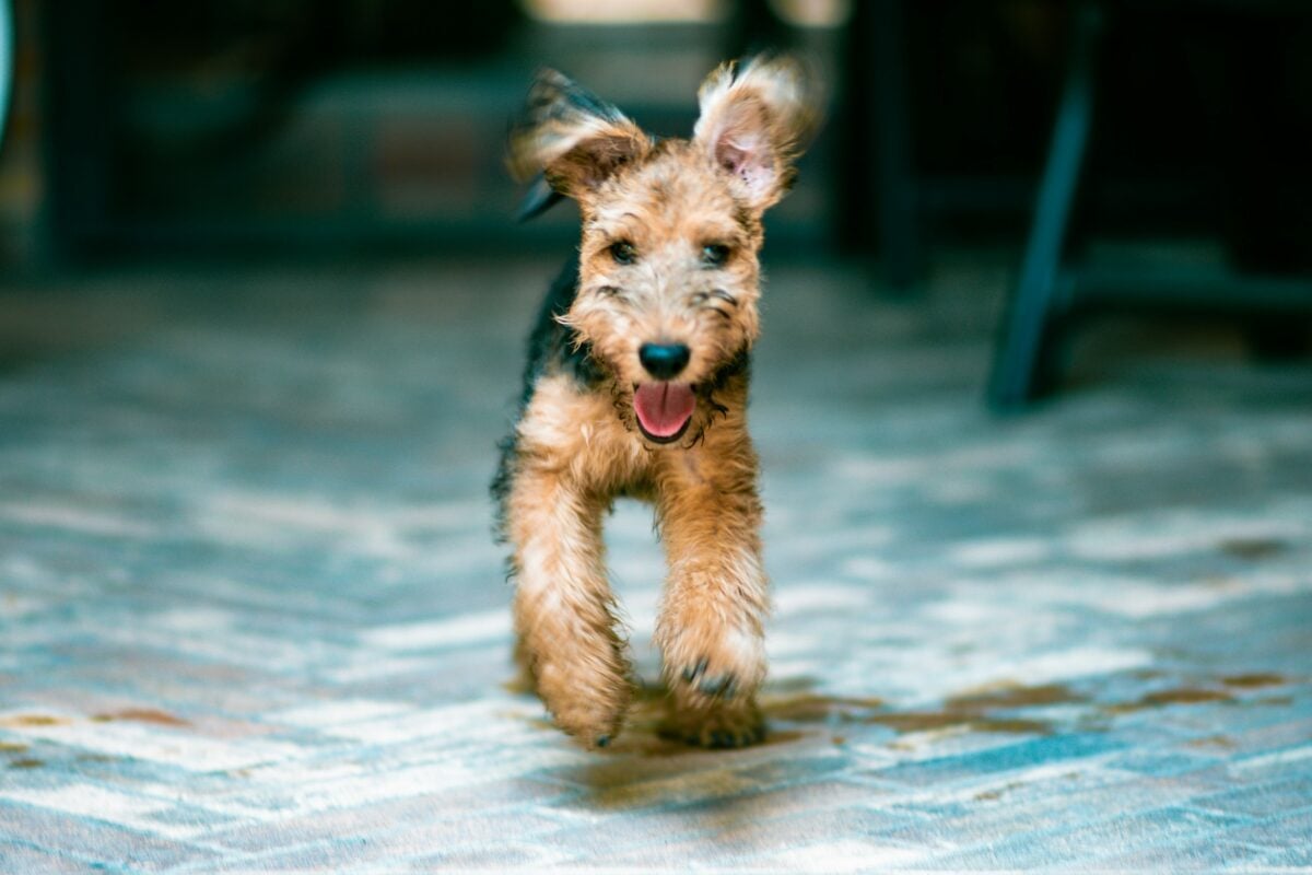 Happy Welsh Terrier running towards camera.