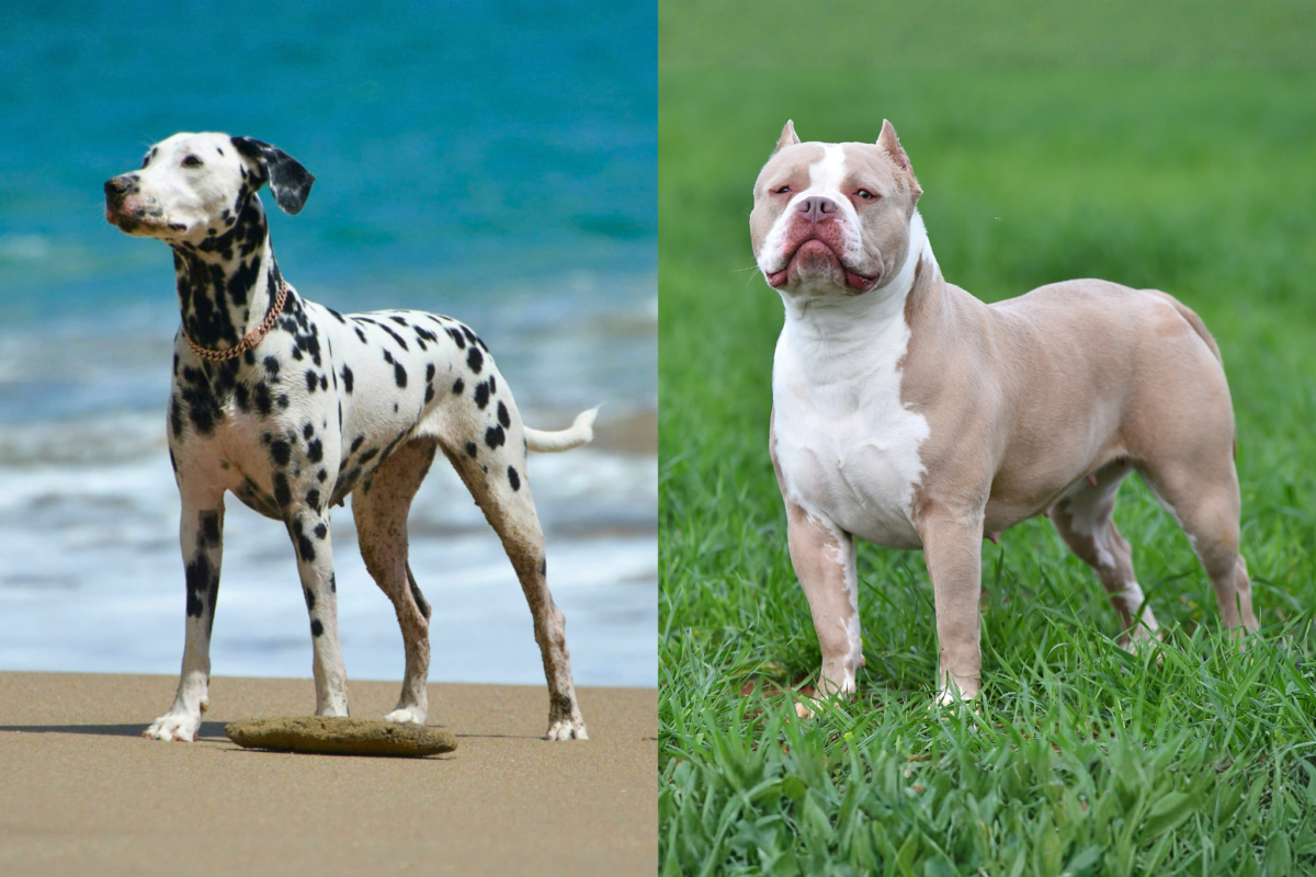 balanced vs exaggerated dog body proportions