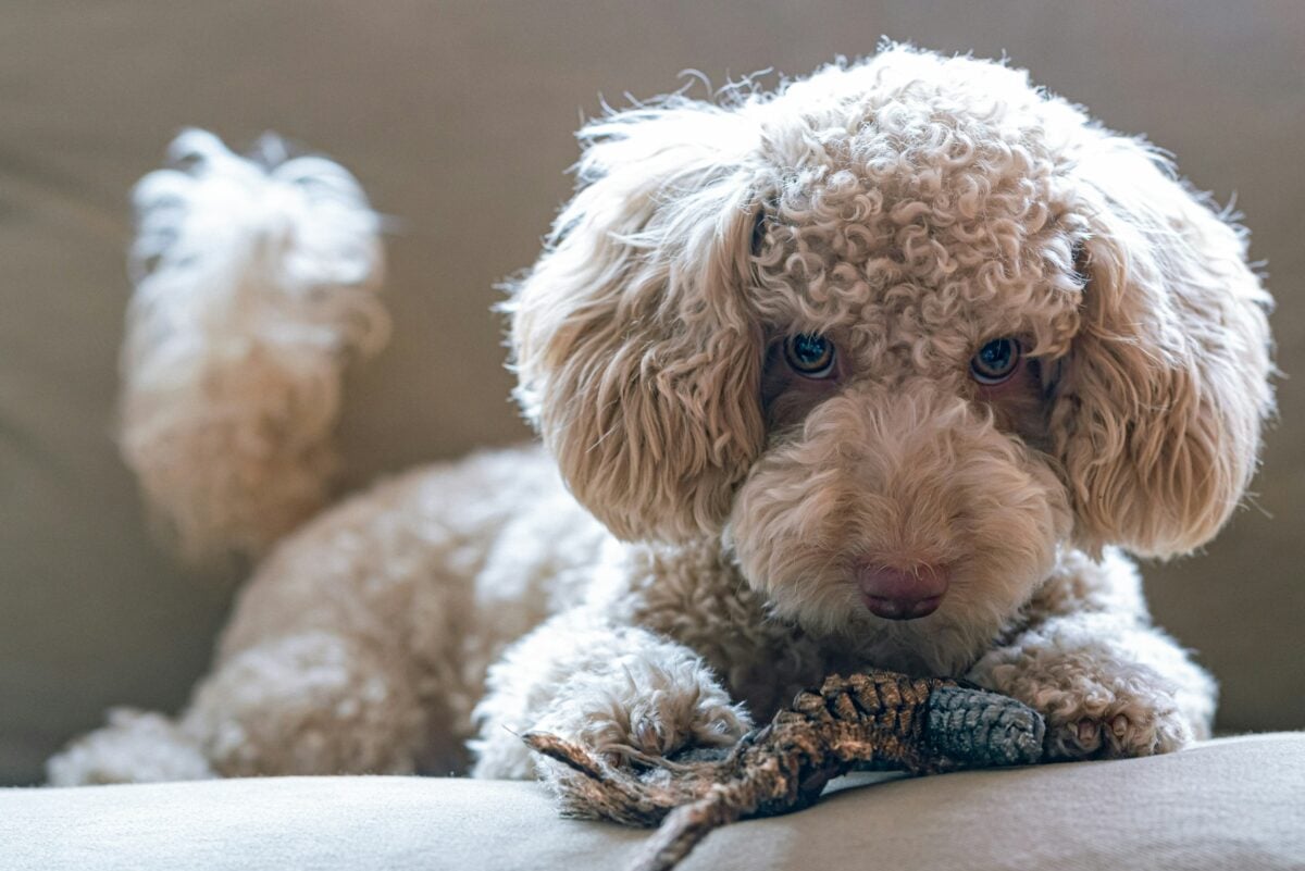 poodle puppy and plush toy