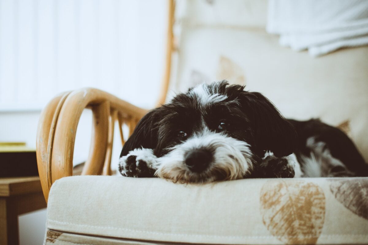 Black and white Havanese.