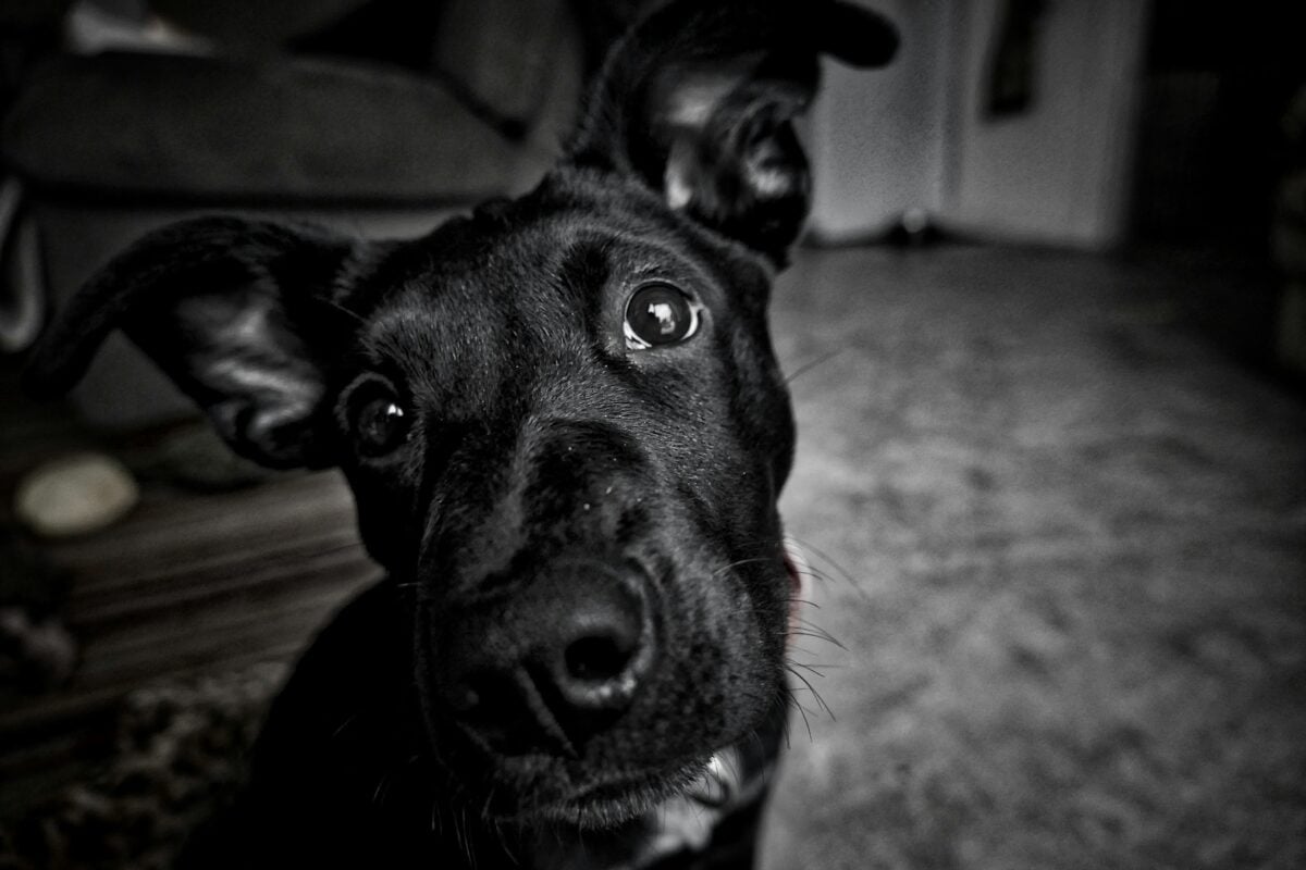 senior dog at night