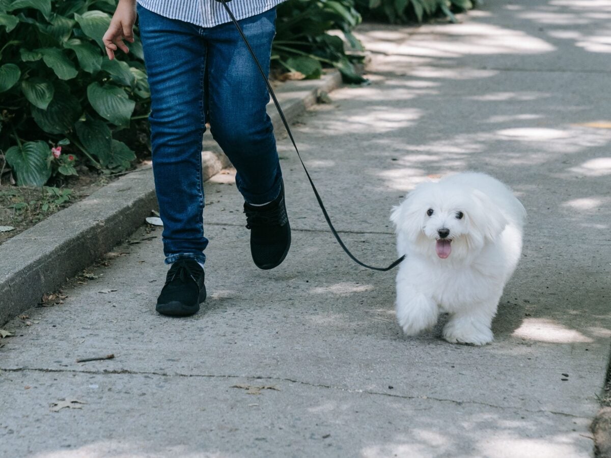 Boy walking Coton de Tulear dog on a leash.