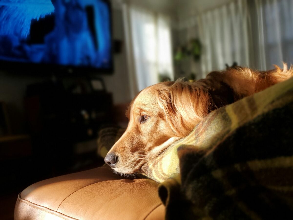 dog lying near television