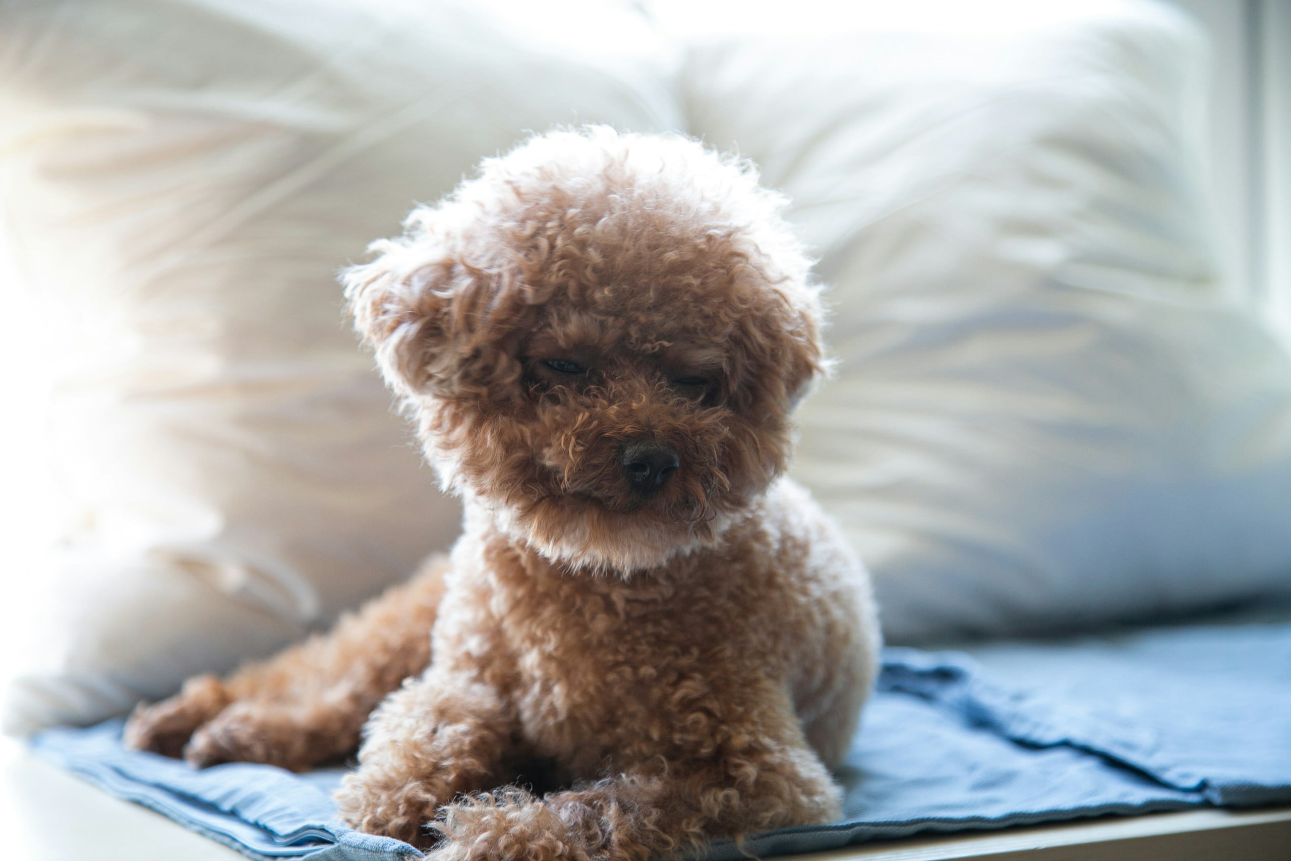 brown Poodle puppy on a protective fabric pad