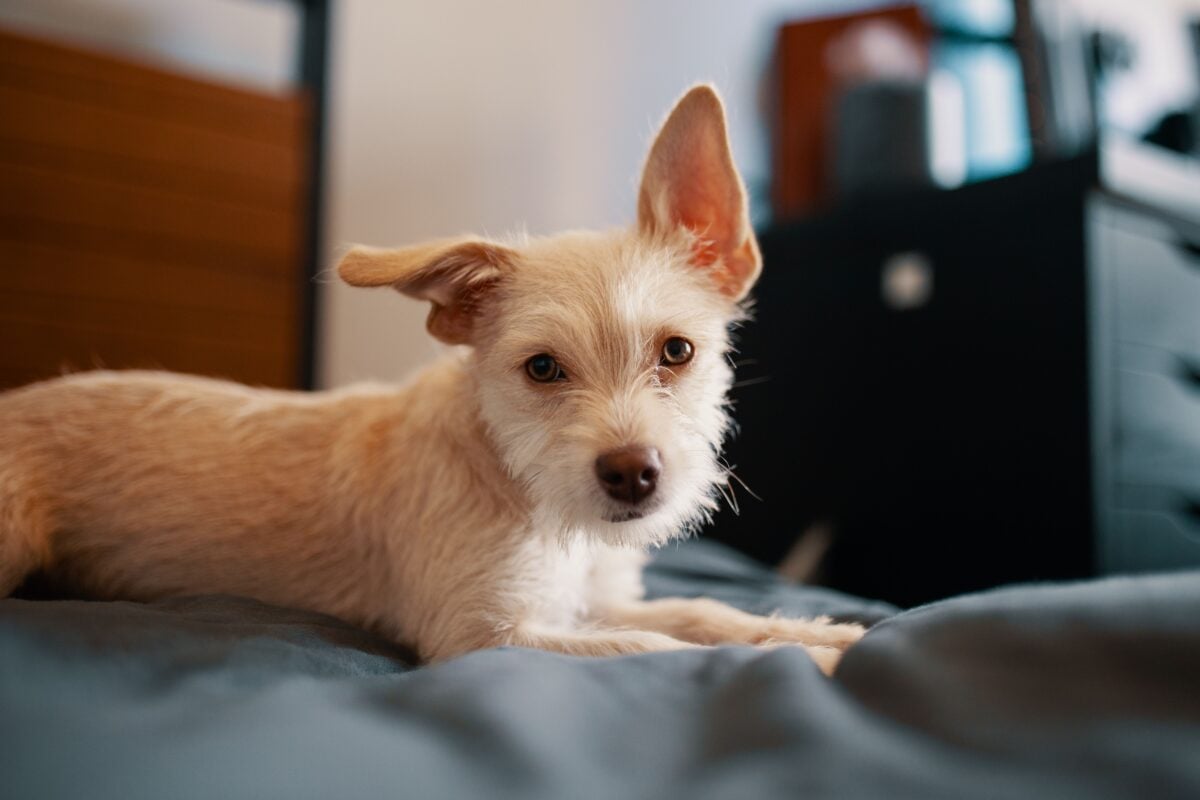 Calm fluffy dog resting on bed in apartment with ear titled up, as though they hear somthing. 
