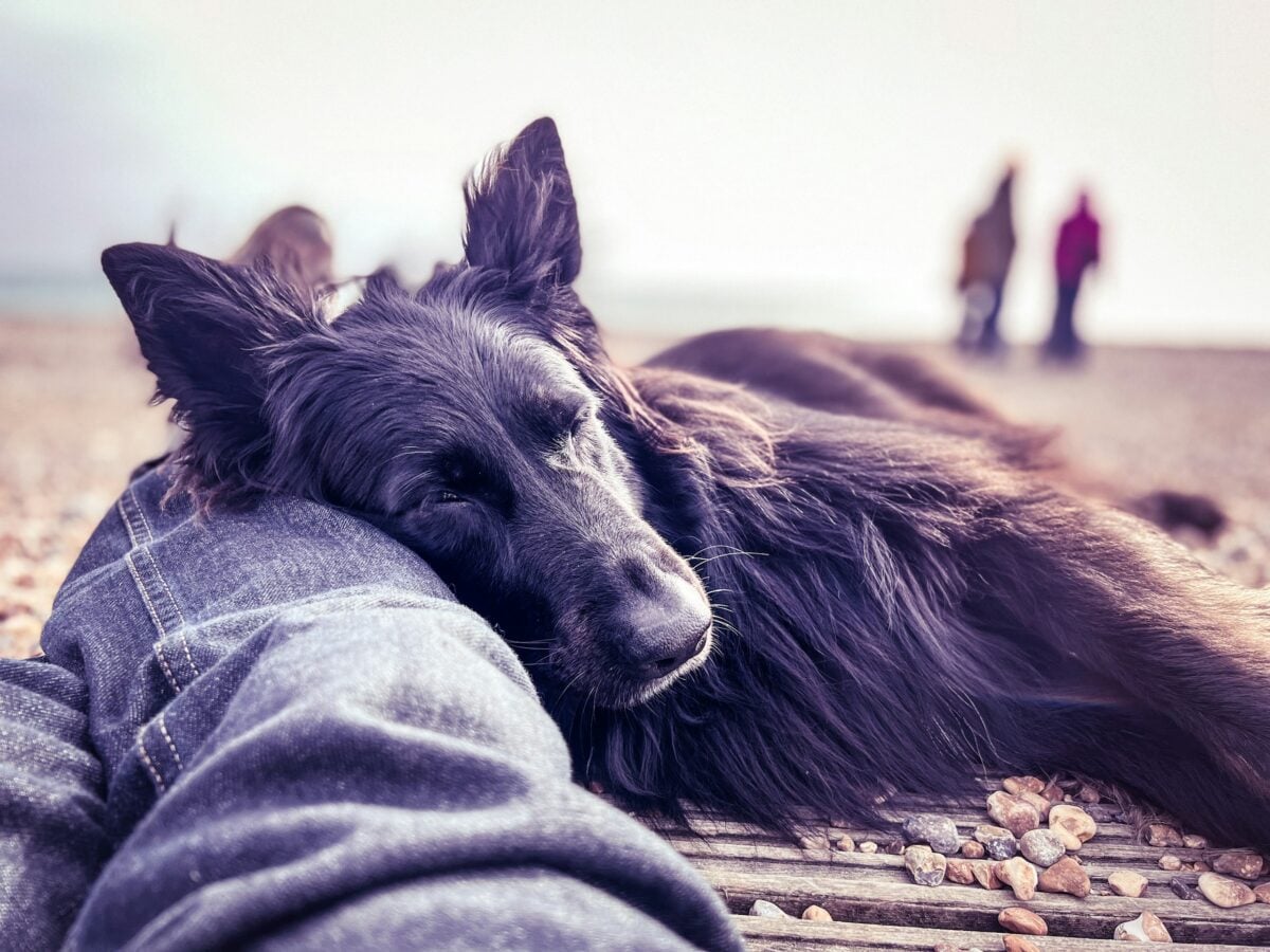 Close-up of a black German Shepherd dog Sleeping at beach, on owners legs.