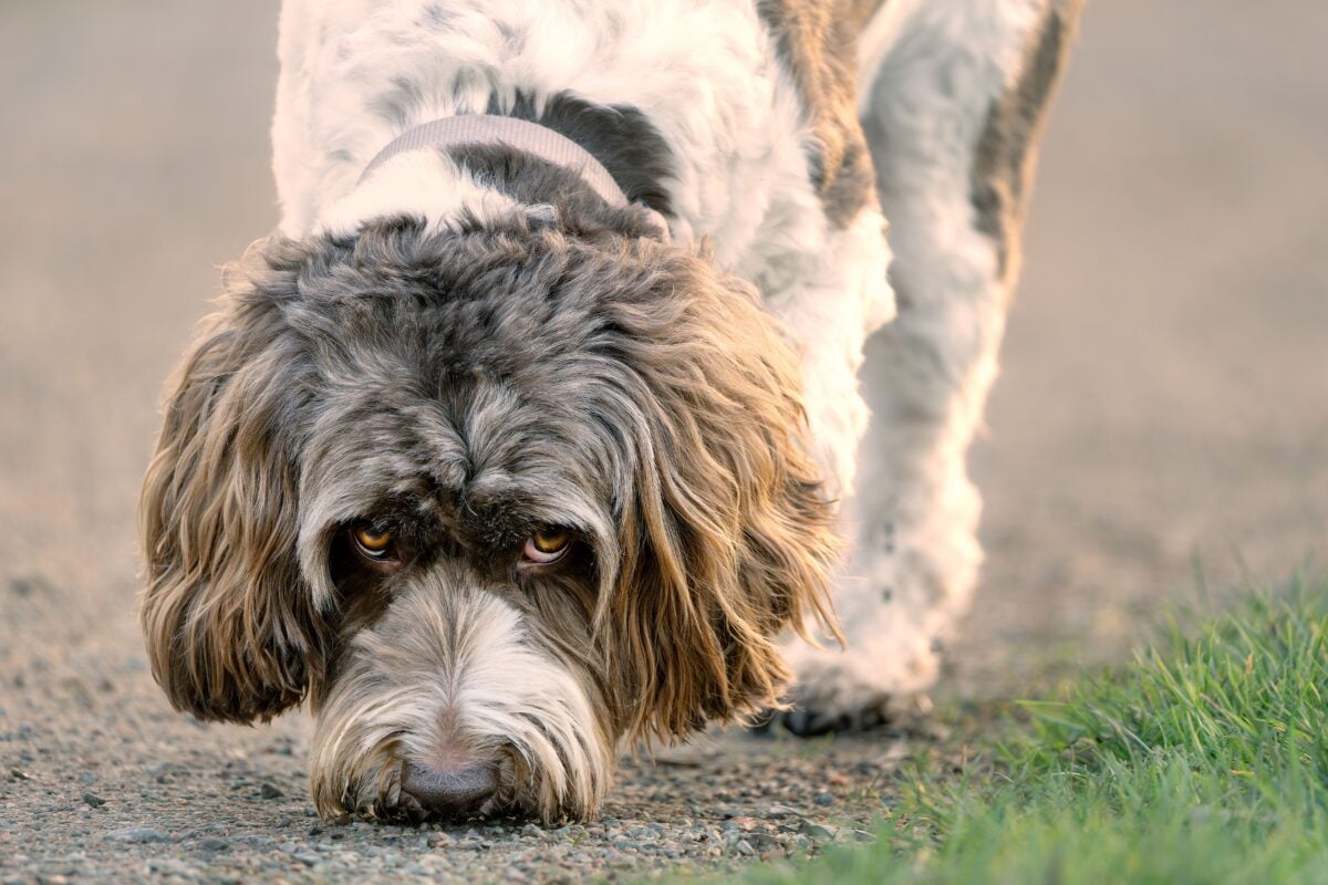 Close up of a sniffing labradoodle on a path