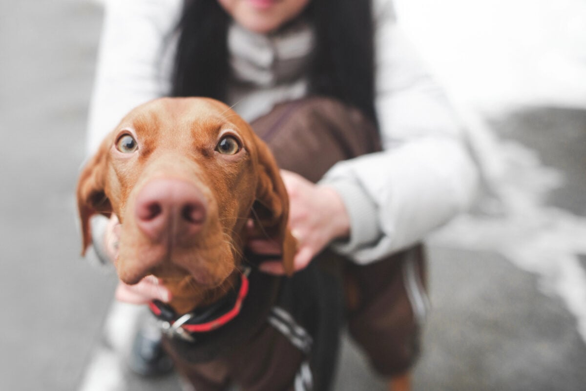 Close-up photo of a cute dog breeds a magyar vizsla, and a woman