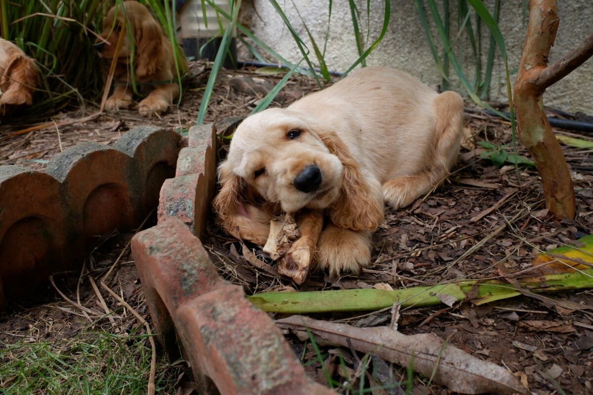 Cocker spaniel puppy chewing a bone in mud and dried leaves
