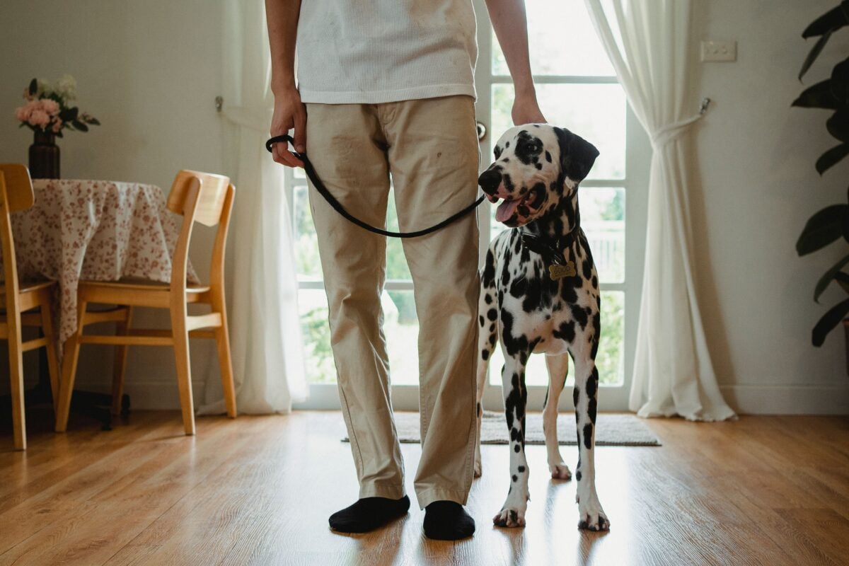 Dalmatian dog on a leash
