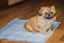 Diaper training a dog Toilet for animals, pet behavior concept