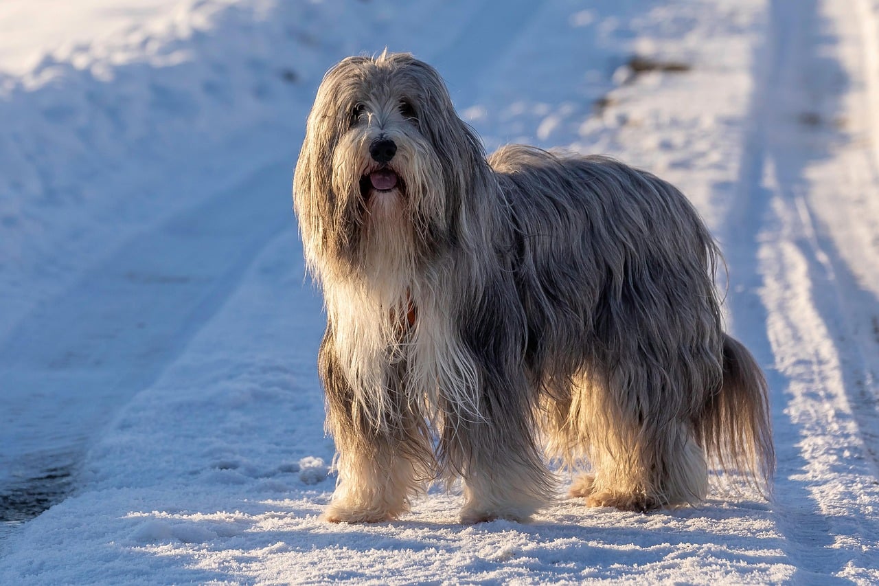 Bearded Collie on snowy road.