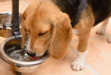 Dog drinking water from a metal bowl at home