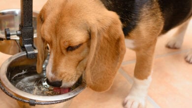 Dog drinking water from a metal bowl at home