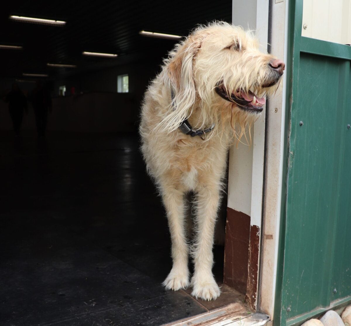 Dog in doorway