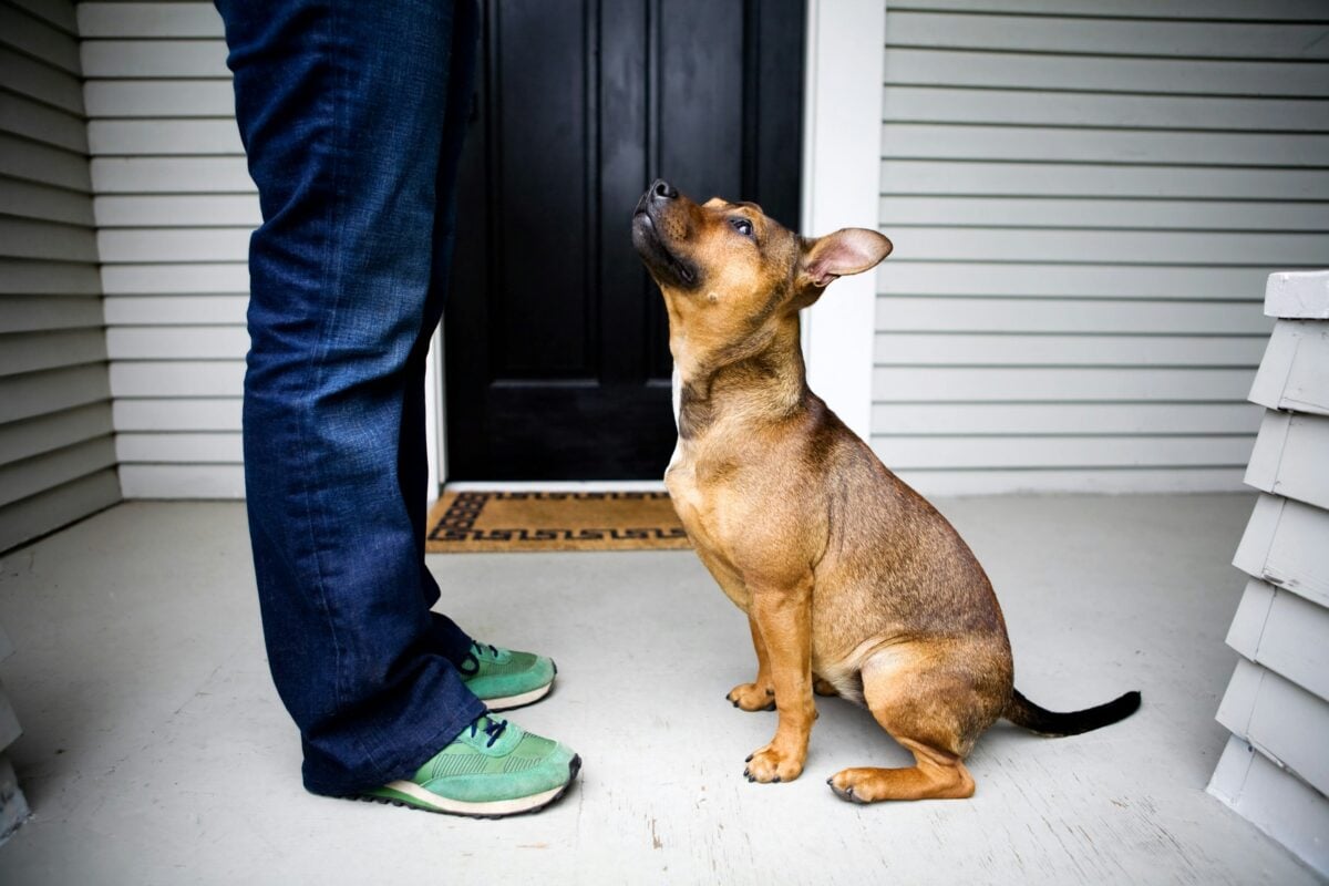 Medium brown dog sitting on porch looking up at owner intently.