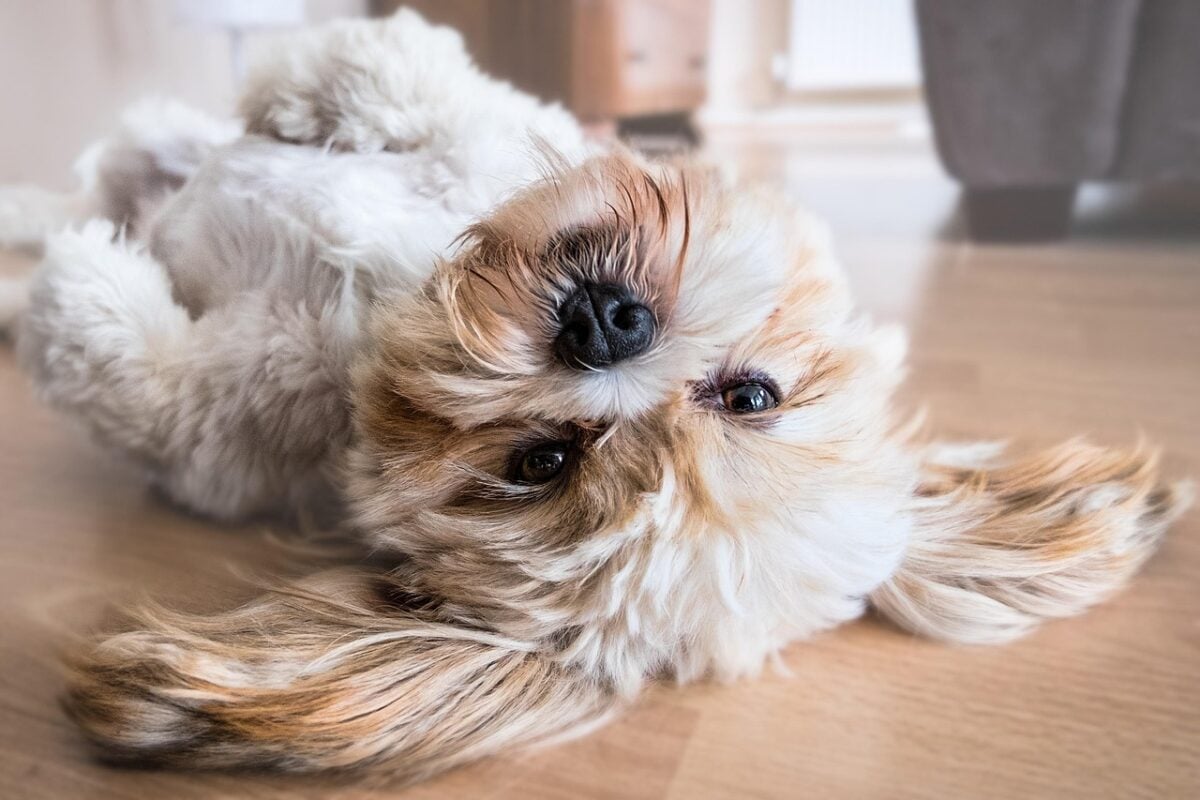 dog, pet, canine, animal, lying, fur, snout, mammal, nature, dog portrait, animal world, shih tzu, cute, cutie, resting, belly