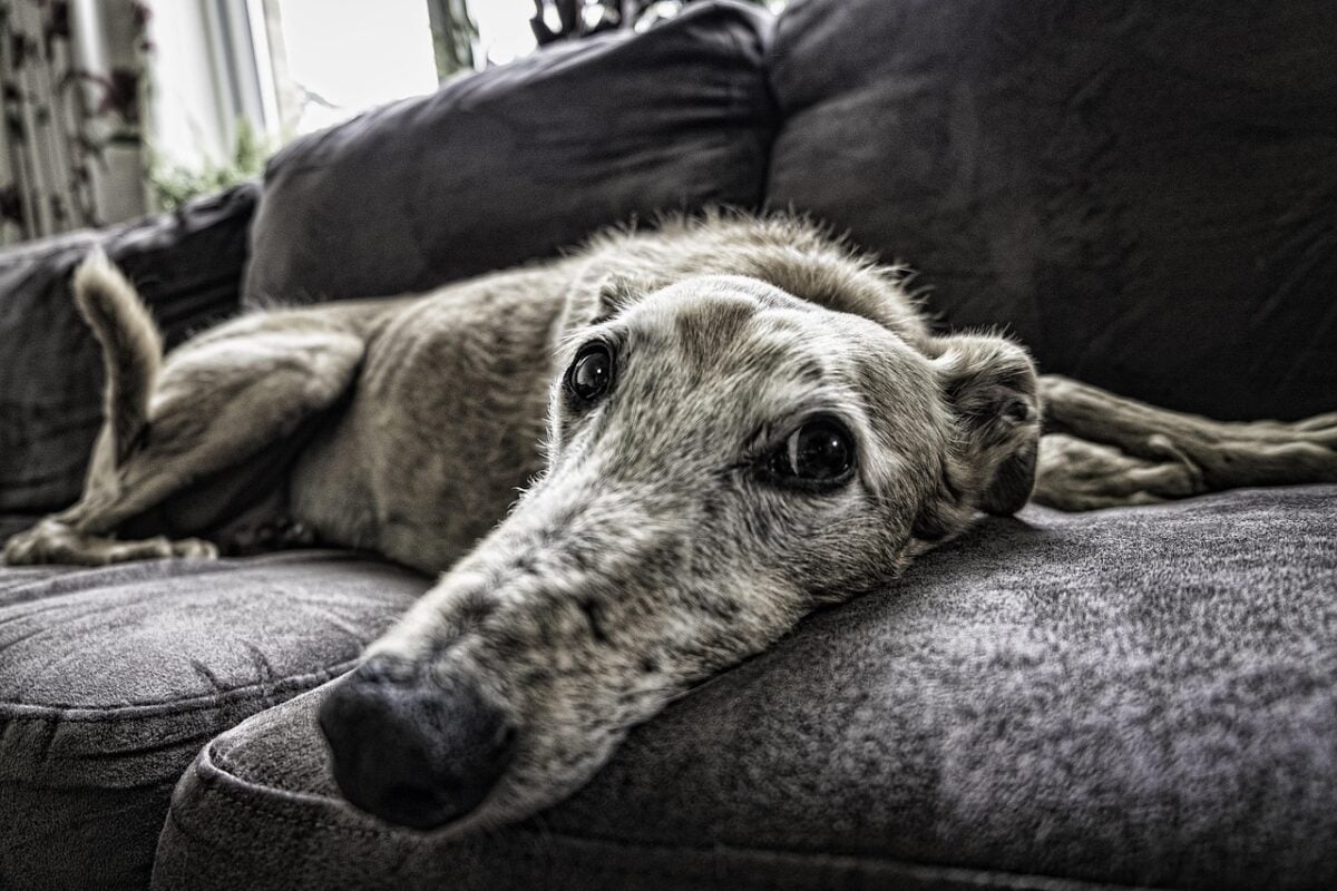 dog, sofa, rest, pet, home, animal, room, lifestyle, sitting, relax, house, couch, living, domestic, indoor, leisure, old, old dog, gray home, gray dog, nature, gray house, gray animals, gray relax, gray room, gray pets, gray old, gray couch