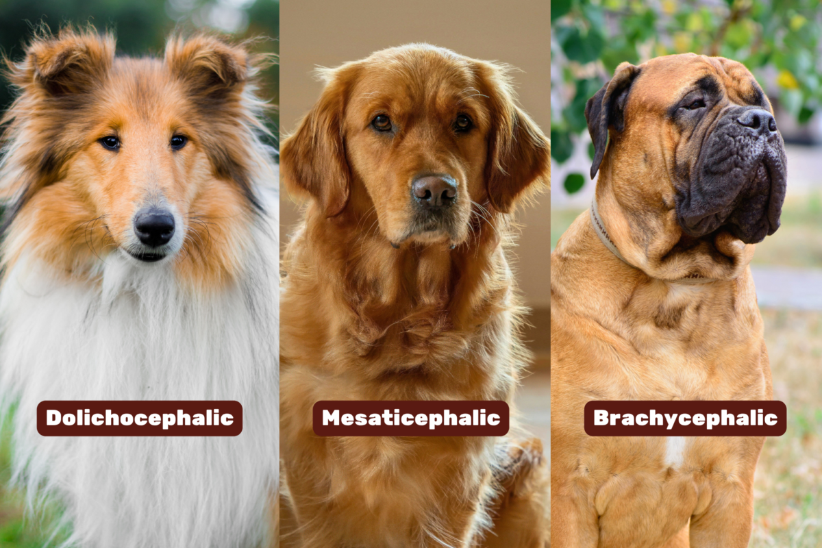 Dolichocephalic vs mesaticephalic vs brachycephalic large breeds.