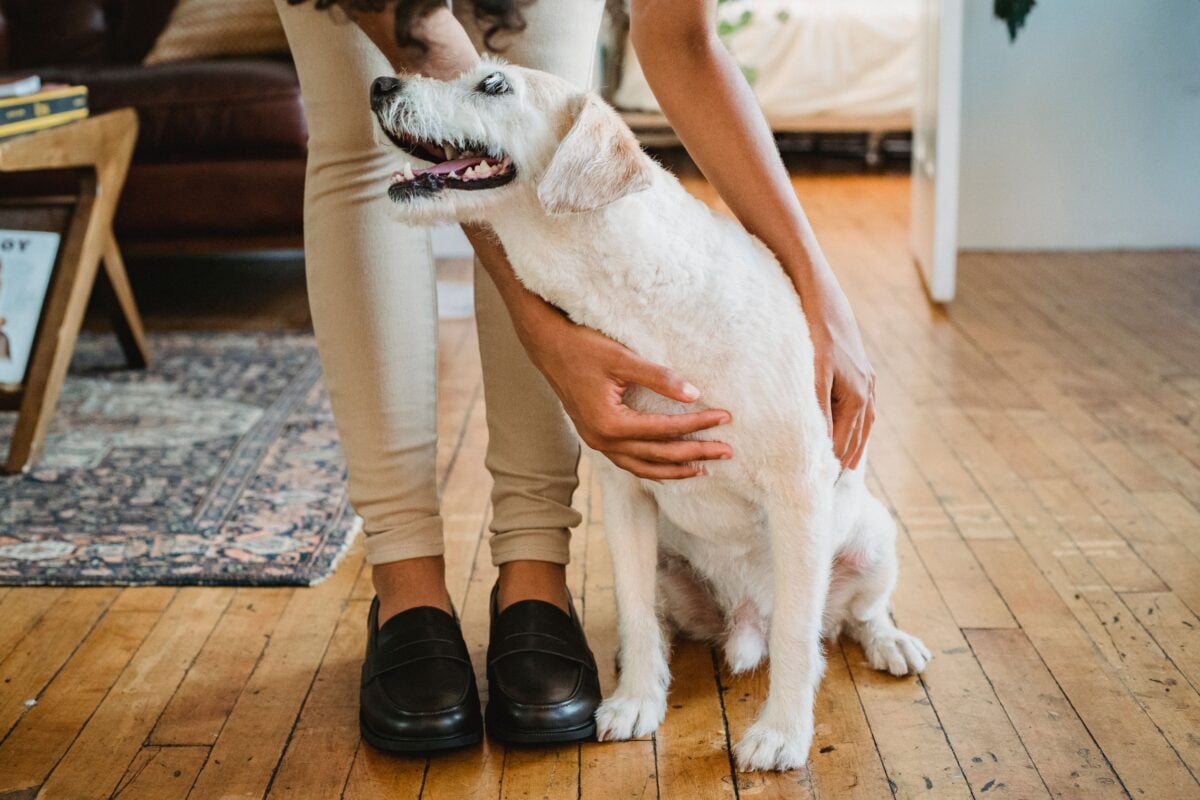 Faceless ethnic owner stroking dog on floor at home