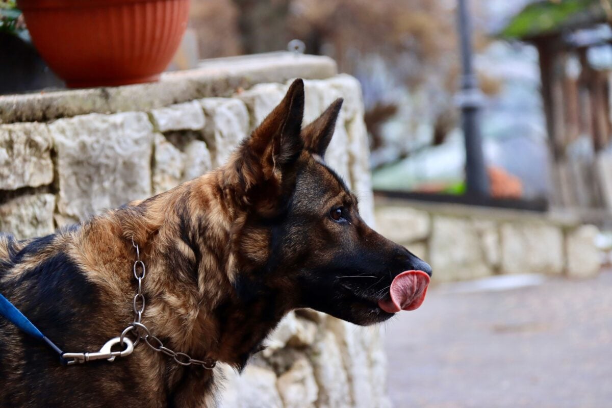 German shepherd dog outdoors licking nose